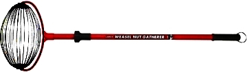 Nut Gatherer